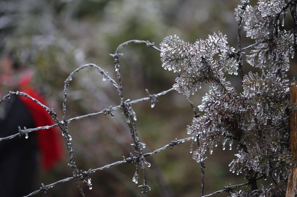 Băng tuyết đóng trên những ngọn cây tại đỉnh đèo. (Ảnh: Lê Minh Sơn/Vietnam+)