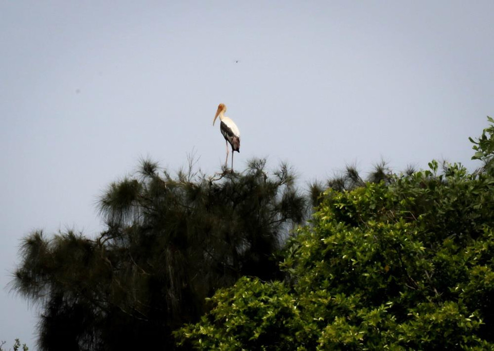 Nhiều loài chim quý hiếm được nuôi dưỡng, bảo tồn tại khu bảo tồn sinh thái Đồng Tháp Mười. (Ảnh: Nam Thái/TTXVN)