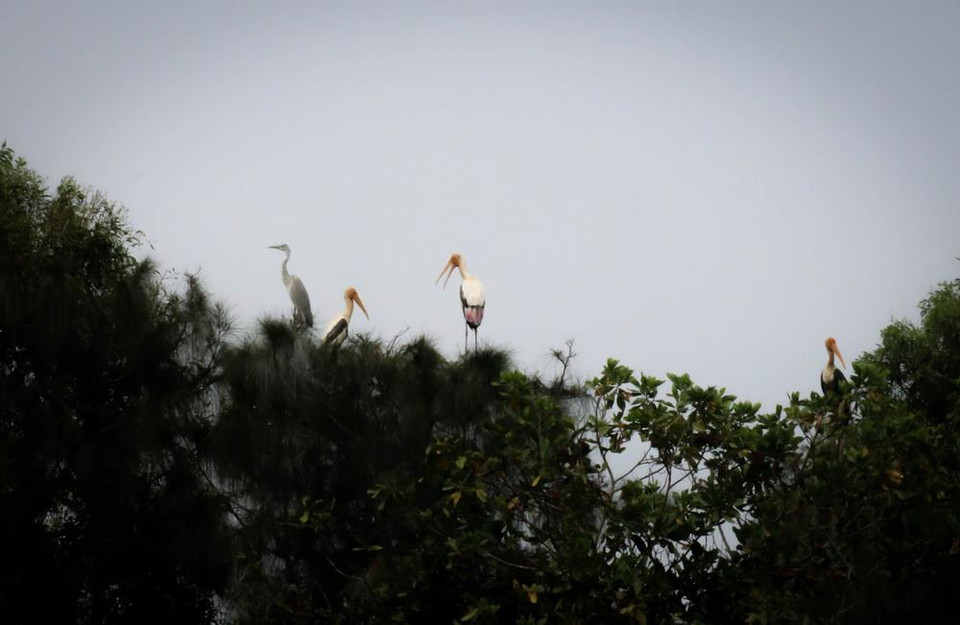 Nhiều loài chim quý hiếm được nuôi dưỡng, bảo tồn tại khu bảo tồn sinh thái Đồng Tháp Mười. (Ảnh: Nam Thái/TTXVN)