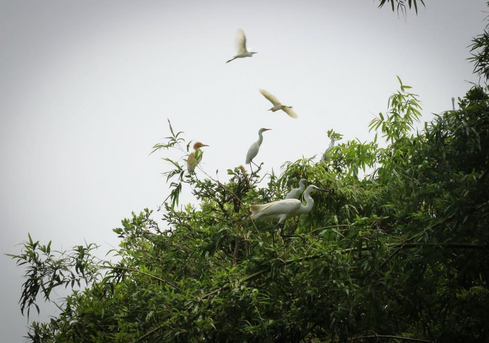 Trải qua 18 năm thành lập, hiện nay, cùng với 70 loài thực vật đặc trưng của vùng sinh thái đất phèn ngập nước, Khu bảo tồn đang quản lý 8 loài cá, 19 loài bò sát, 16 loài thú và 36 loài chim, trong đó có những loài chim quý hiếm và có nguy cơ tuyệt chủng, đang được Ban quản lý đặc biệt bảo tồn và cho sinh sản trong môi trường nhân tạo, nhằm nhân thêm số lượng cá thể. (Ảnh: Nam Thái/TTXVN)