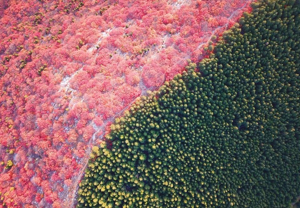 Hình ảnh được chụp bằng máy bay không người lái cảnh cây cối với hai màu đỏ và xanh mọc ở hai bên sườn núi. (Nguồn: Xinhua)