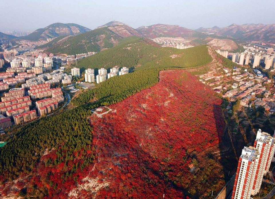 Hình ảnh được chụp bằng máy bay không người lái cảnh cây hai màu đỏ và xanh mọc ở hai bên sườn núi trong mùa Thu ở thành phố Tế Nam, tỉnh Sơn Đông, Trung Quốc. (Nguồn: Xinhua)