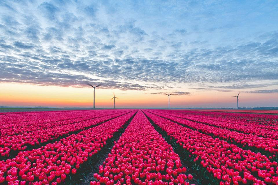 Mùa Xuân dài với những đêm lạnh ở Hà Lan khiến cho đất nước này trở thành một nơi hoàn hảo để trồng hoa. (Nguồn: CGTN)