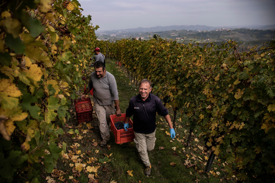 Nông dân thu hoạch nho để sản xuất rượu vang tại Barolo, gần Alba, Tây Bắc Italy. (Nguồn: AFP/TTXVN)