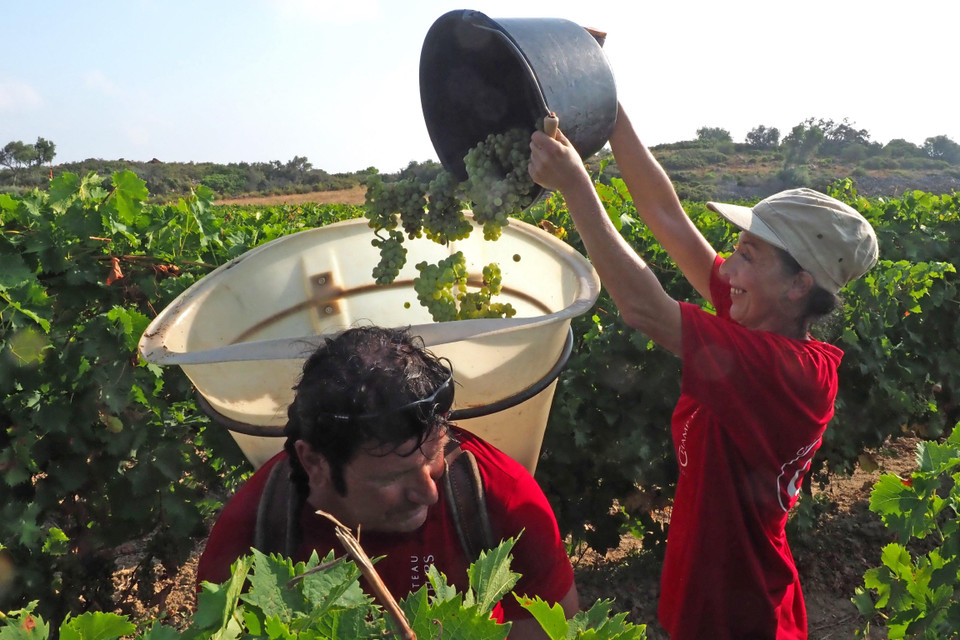 Công nhân thu hoạch nho tại Fitou, Pháp. (Nguồn: AFP/TTXVN)