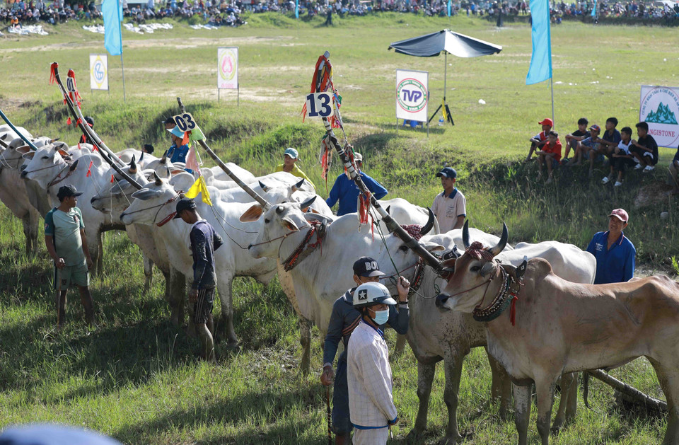 Các đôi bò tham gia Hội đua bò truyền thống huyện Tri Tôn lần thứ XVI. (Ảnh: Vũ Sinh/TTXVN)