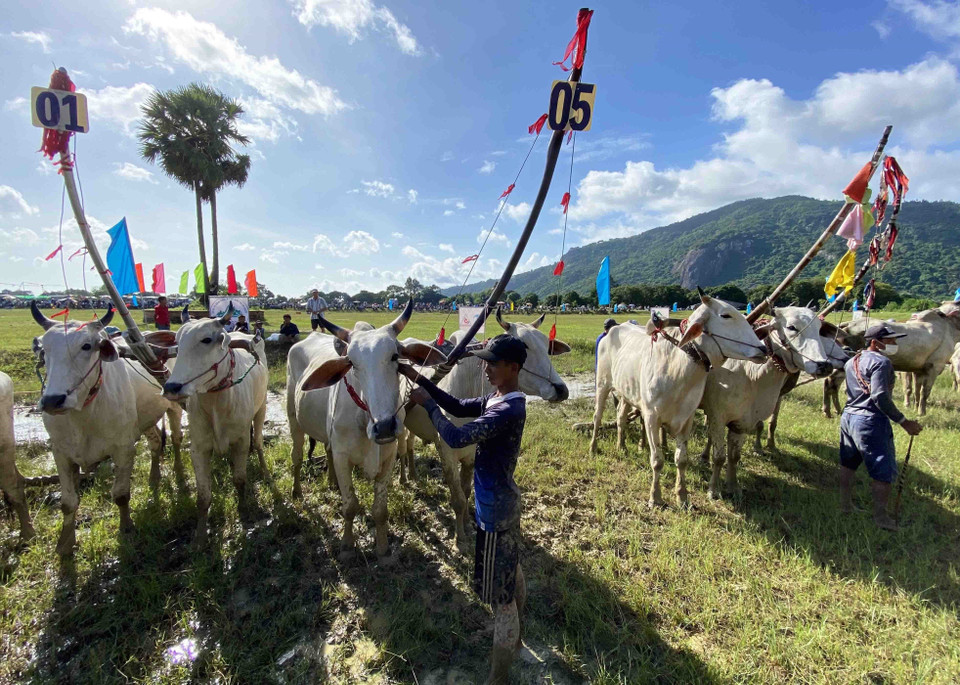 Các đôi bò tham gia Hội đua bò truyền thống huyện Tri Tôn lần thứ XVI. (Ảnh: Vũ Sinh/TTXVN)