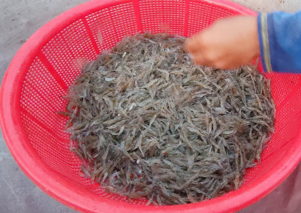 Tép đồng, một đặc sản "rặt đồng" tại chợ Kênh Ruột, thuộc ấp Phú Thuận, xã Phú Hội, huyện An Phú, An Giang. (Ảnh: Công Mạo/TTXVN)