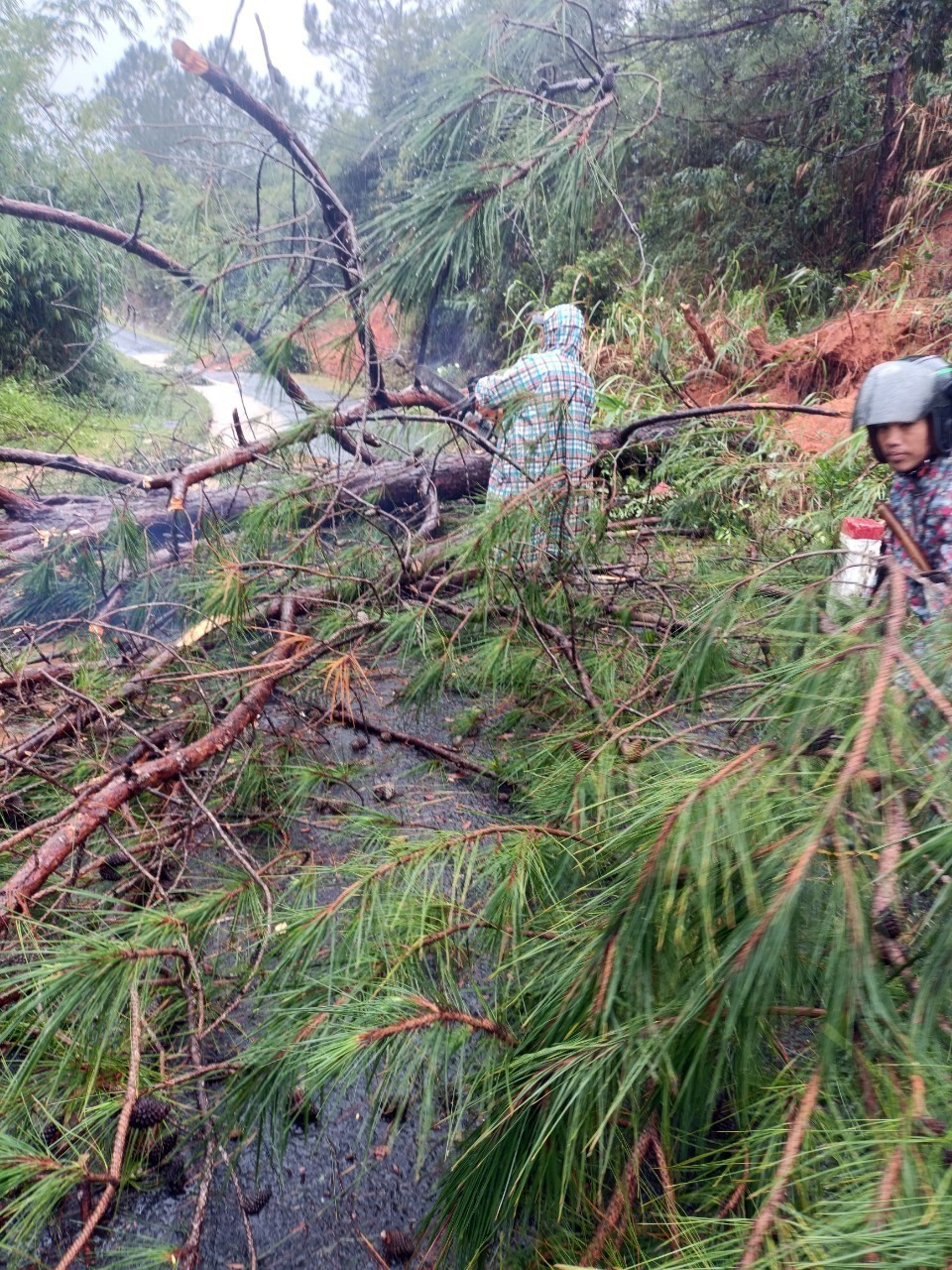 Lực lượng chức năng tại huyện Tu Mơ Rông (tỉnh Kon Tum) khắc phục cây ngã đổ, làm ách tắc giao thông trên địa bàn. (Ảnh: Khoa Chương/TTXVN)