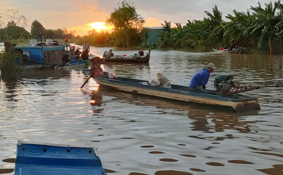 Chợ cá đồng Kinh Ruột (thuộc ấp Phú Thuận, xã Phú Hội, huyện An Phú, An Giang) lại nhóm họp trên cánh đồng lũ; chợ xuất hiện vào đầu mùa nước và kết thúc khi con nước trên đồng rút. (Ảnh: Công Mạo/TTXVN)