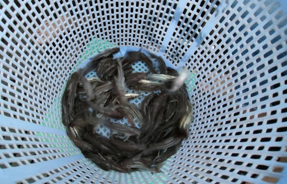 Mấy năm gần đây, lũ về thấp và “dị thường”, tôm, cá và những sản vật của mùa lũ cũng ít dần theo con nước. (Ảnh: Công Mạo/TTXVN)