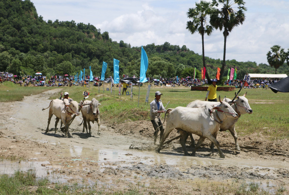 Nài bò (người điều khiển bò) phô diễn thuật điều khiển bò ở vòng hô. (Ảnh: Công Mạo/TTXVN)