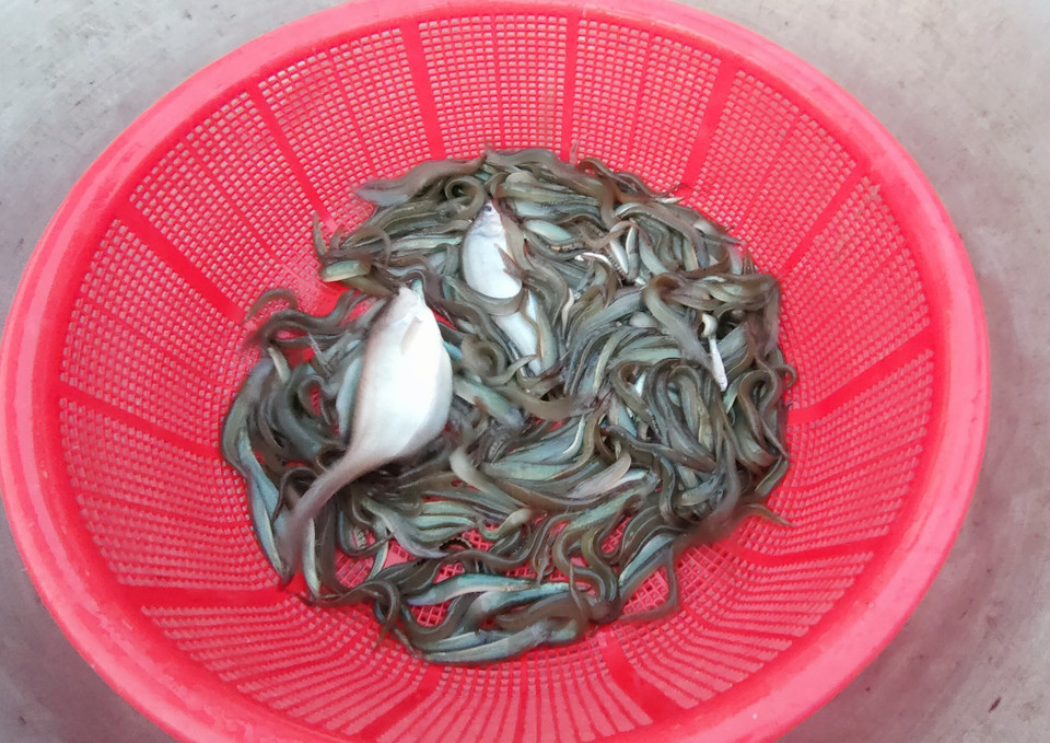 Mấy năm gần đây, lũ về thấp và “dị thường”, tôm, cá và những sản vật của mùa lũ cũng ít dần theo con nước. (Ảnh: Công Mạo/TTXVN)