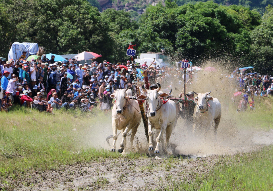 Gần vạch đích, các cặp bò phô diễn sức mạnh và sự khéo léo của nài bò (người điều khiển bỏ) để về đích nhanh nhất, đẹp mắt nhất. (Ảnh: Công Mạo/TTXVN)