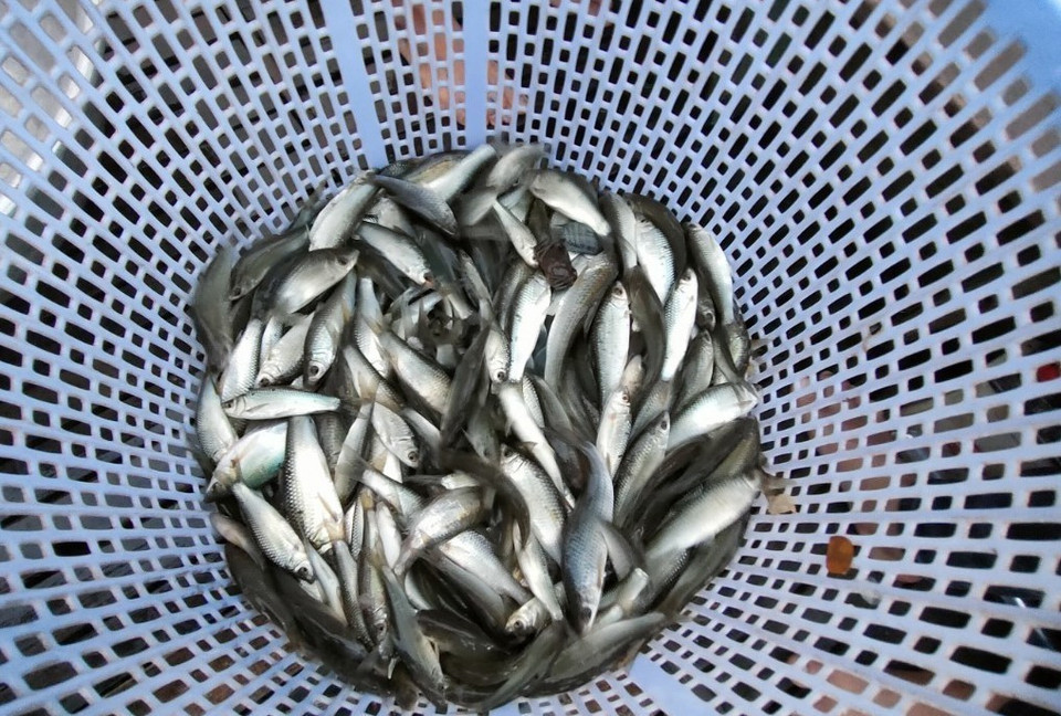 Cá linh, một đặc sản chỉ có vào mùa nước nổi ở miền Tây Nam bộ. (Ảnh: Công Mạo/TTXVN)