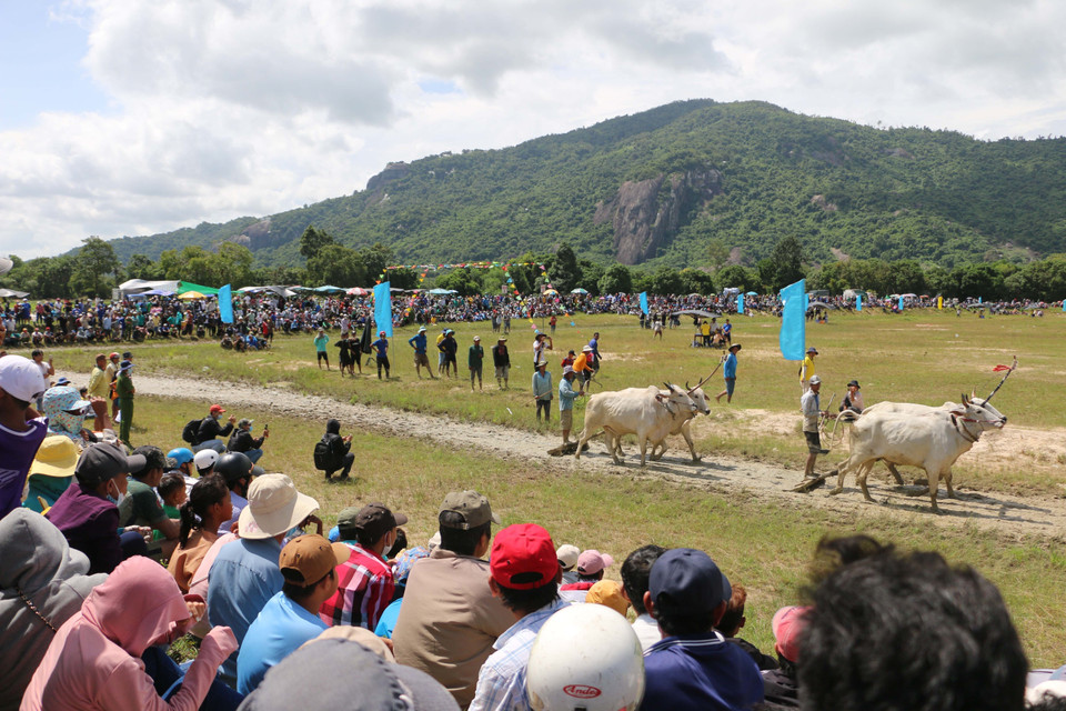 Hàng nghìn người đội nắng xem và cổ vũ cho các cặp bò thi đấu. (Ảnh: Công Mạo/TTXVN)