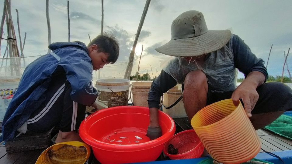 Anh Phạm Văn Dìa ở xã Phú Hội, huyện An Phú (An Giang) cùng cậu con trai 15 tuổi tranh thủ phân loại cá trước khi bán cho thương lái. (Ảnh: Công Mạo/TTXVN)