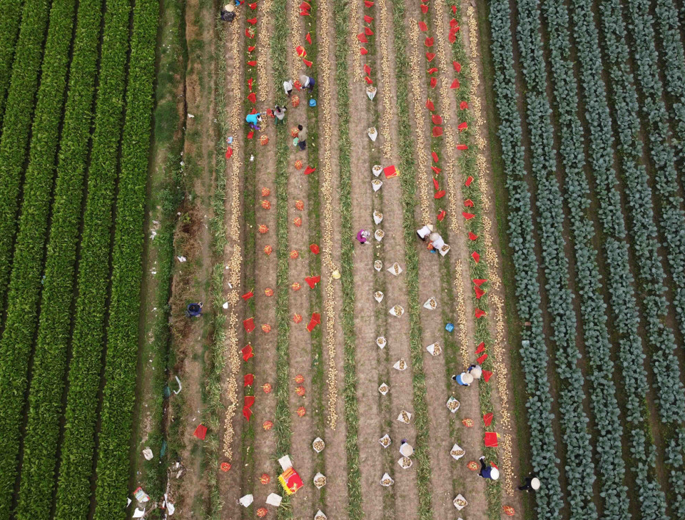 Huyện Mê Linh là một trong những vùng chuyên canh sản xuất rau an toàn lớn nhất của thành phố Hà Nội. Thực hiện kế hoạch chuyển đổi cây trồng của thành phố, đến nay diện tích sản xuất rau của huyện đạt 3.800ha, sản lượng hơn 800.000 tấn/năm, giá trị kinh tế đạt từ 200-250 triệu đồng/ha/năm, đặc biệt có những mô hình sản xuất theo tiêu chuẩn VietGap đạt giá trị kinh tế 500 triệu đồng/ha/năm. (Ảnh: Vũ Sinh/TTXVN)