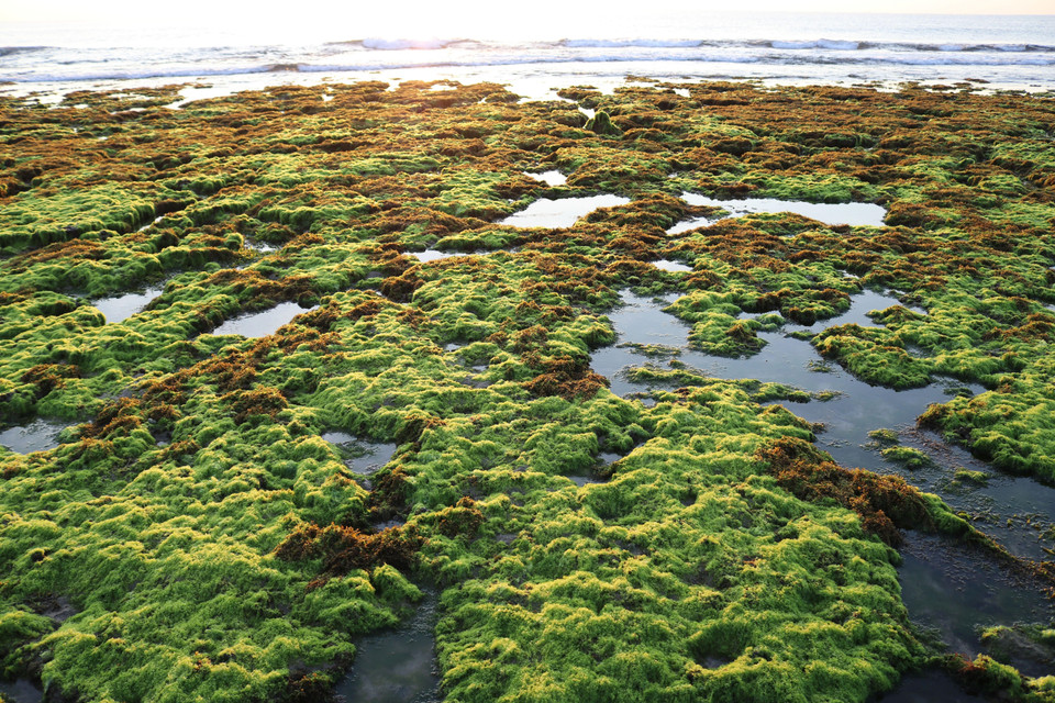 Bãi rong biển tạo lên khung cảnh tuyệt đẹp khi bình minh lên. (Ảnh: Nguyễn Thành/TTXVN)