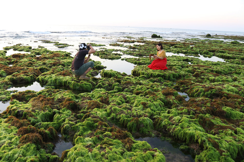 Dù mới được phát hiện trong thời gian gần đây nhưng cánh đồng rong biển nhanh chóng trở thành điểm đến hấp dẫn. (Ảnh: Nguyễn Thành/TTXVN)