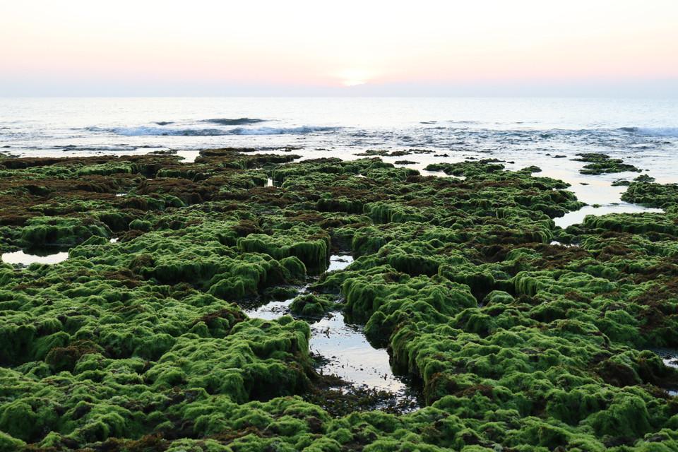 Vẻ đẹp tự nhiên của cánh đồng rong biển. (Ảnh: Nguyễn Thành/TTXVN)