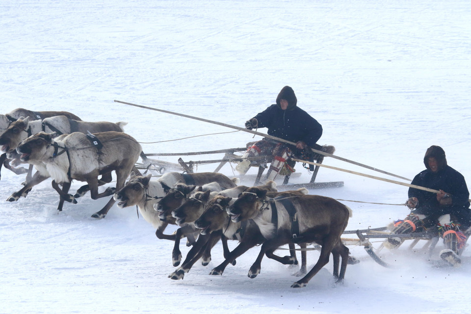 Các nài hươu trổ tài điều khiển xe kéo trượt tuyết trên đường đua. (Ảnh: Trần Hiếu/TTXVN)