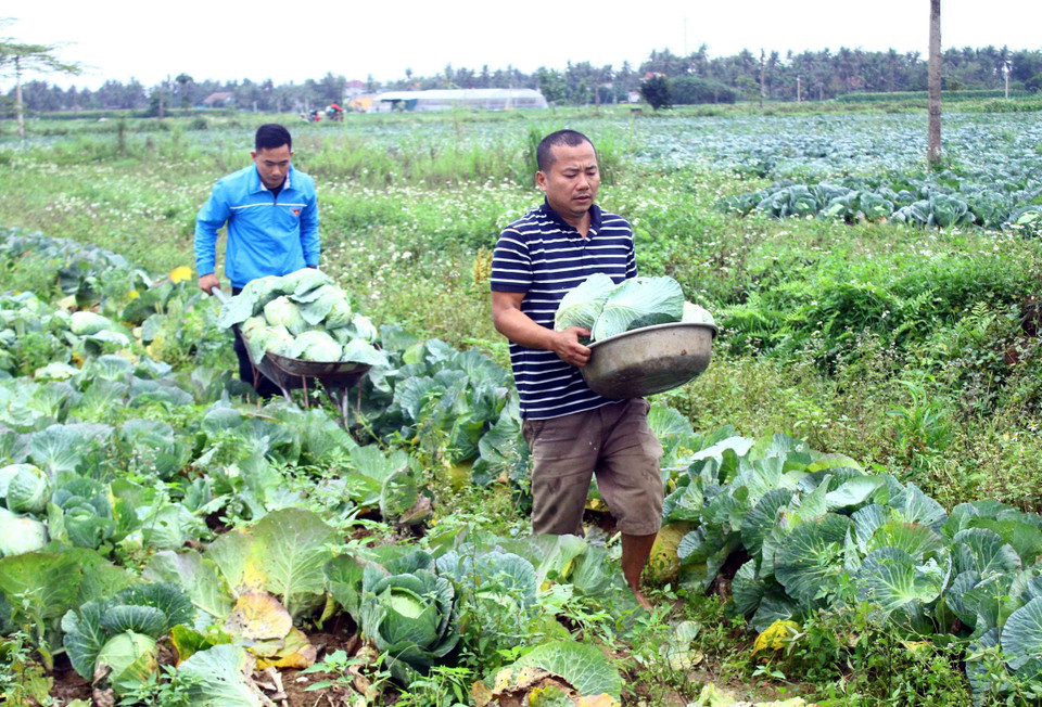 Cán bộ đoàn thanh niên xã Diễn Thọ cùng chung tay thu hoạch và giải cứu bắp cải cho người dân xã Diễn Phong, huyện Diễn Châu (Nghệ An) do ảnh hưởng của dịch COVID-19 (2021). (Ảnh: Tá Chuyên/TTXVN)