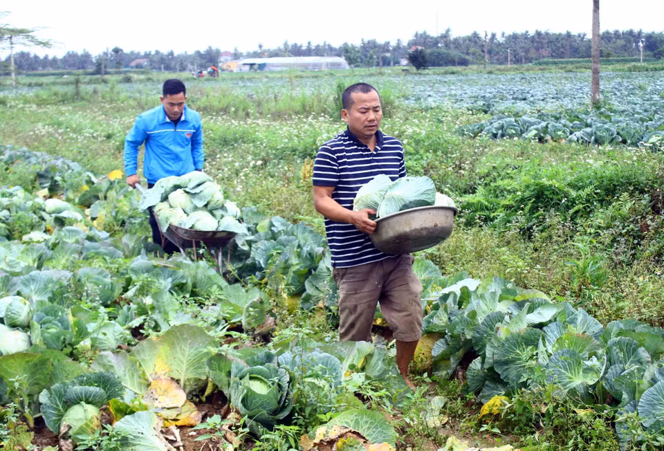 Cán bộ đoàn thanh niên xã Diễn Thọ cùng chung tay thu hoạch và giải cứu bắp cải cho người dân xã Diễn Phong, huyện Diễn Châu (Nghệ An) do ảnh hưởng của dịch COVID-19 (2021). (Ảnh: Tá Chuyên/TTXVN)