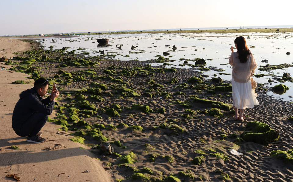 Cánh đồng rong biển thu hút du khách tham quan, chụp ảnh. (Ảnh: Nguyễn Thành/TTXVN)