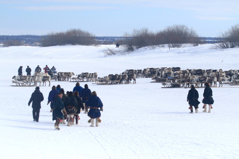 Những người chăn nuôi hươu trên các vùng đài nguyên phương Bắc Nga tập trung về thành phố Salekhard trên bán đảo Yamal để tham gia cuộc đua xe hươu kéo trượt tuyết. (Ảnh: Trần Hiếu/TTXVN)
