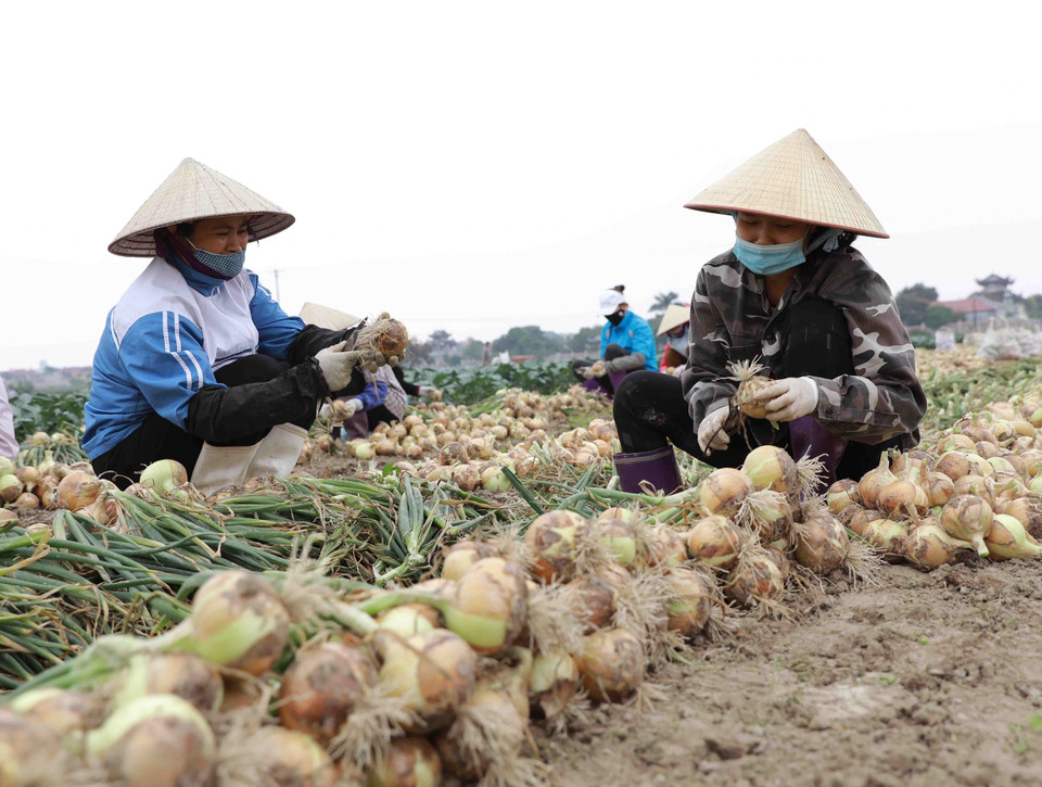 Nông dân xã Tiền Phong, huyện Mê Linh thu hoạch hành tây để cung cấp cho thị trường. (Ảnh: Vũ Sinh/TTXVN)