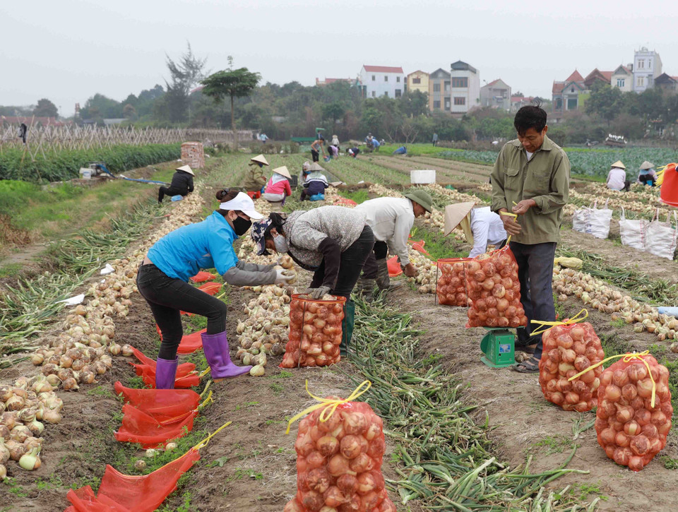 Nông dân xã Tiền Phong, huyện Mê Linh thu hoạch hành tây để cung cấp cho thị trường. (Ảnh: Vũ Sinh/TTXVN)
