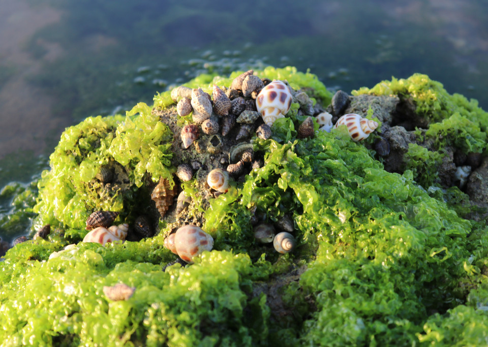 Các loài sinh vật biển sinh sống và trú ngụ trong bãi rong biển. (Ảnh: Nguyễn Thành/TTXVN)