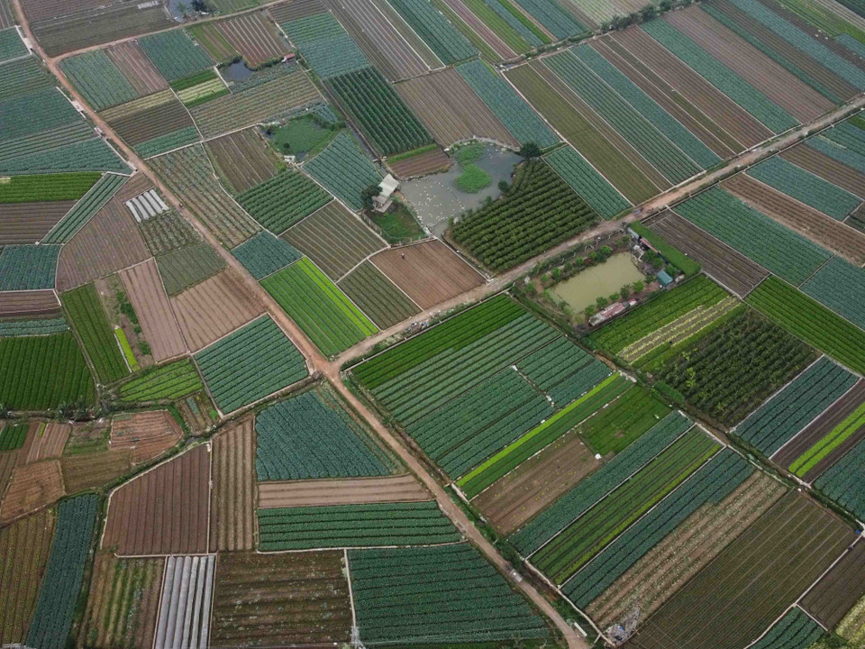 Vùng sản xuất rau an toàn của xã Tráng Việt, huyện Mê Linh có diện tích gần 200ha. (Ảnh: Vũ Sinh/TTXVN)