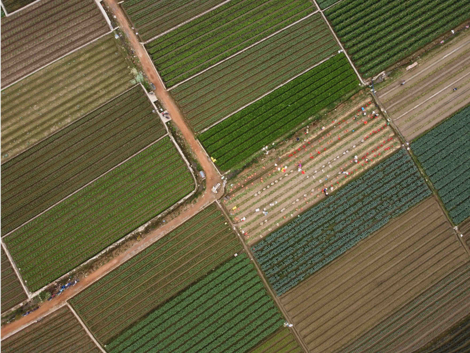 Cánh đồng trồng rau an toàn của xã Tiền Phong, huyện Mê Linh. (Ảnh: Vũ Sinh/TTXVN)