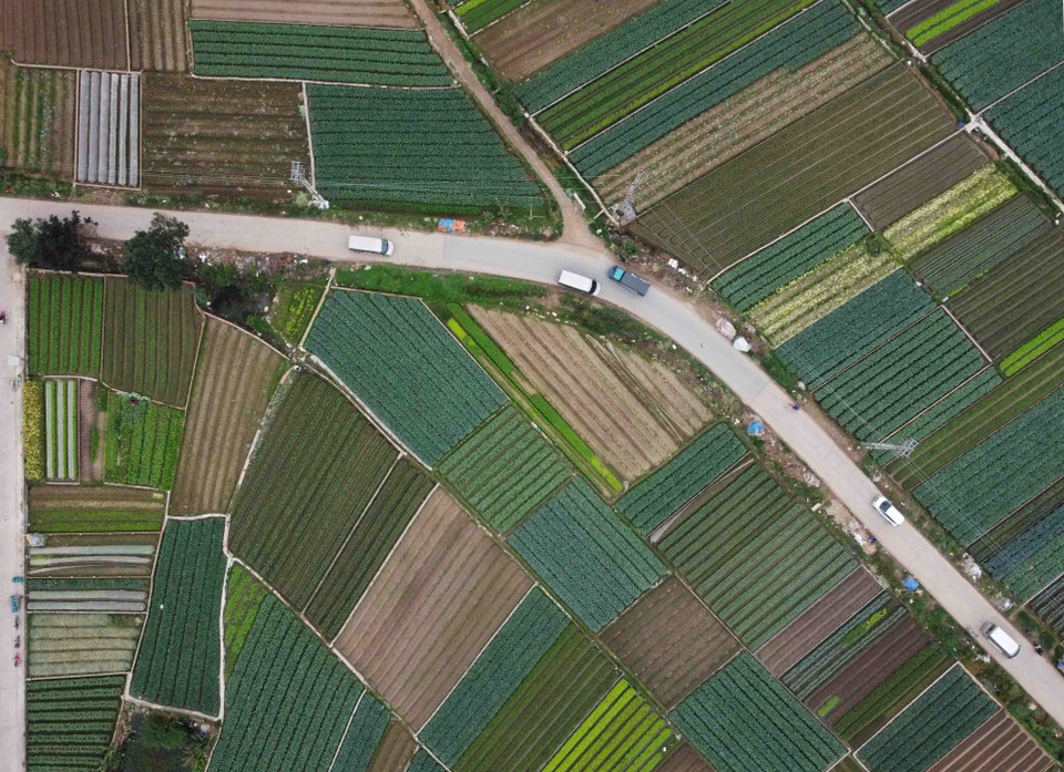 Vùng sản xuất rau an toàn của xã Tráng Việt, huyện Mê Linh có diện tích gần 200ha. (Ảnh: Vũ Sinh/TTXVN)