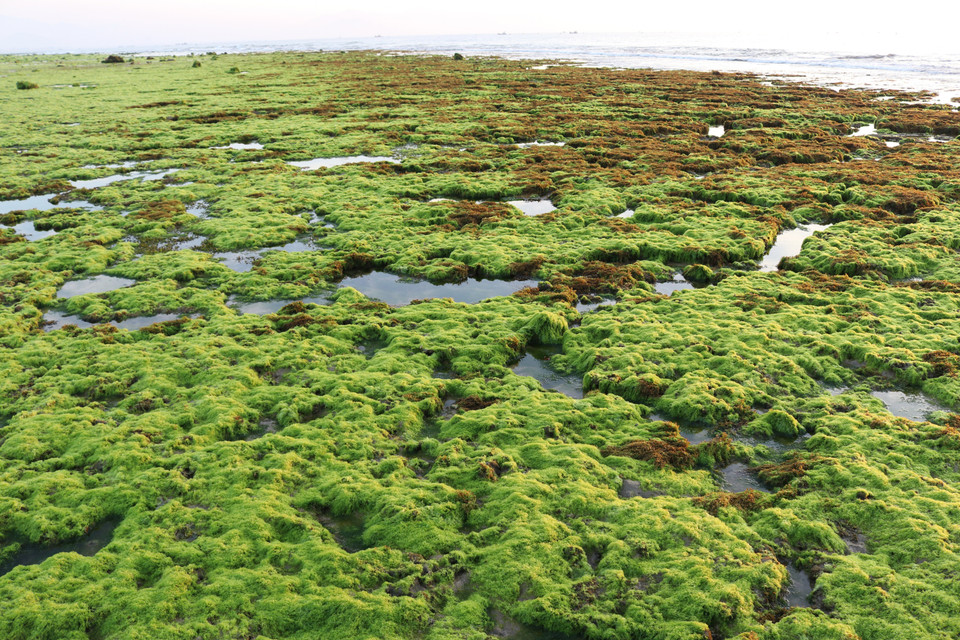Bạt ngàn rong biển trải dài trên bãi rạn san hô rộng lớn. (Ảnh: Nguyễn Thành/TTXVN)