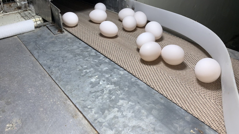 Giống gà Pháp cho ra trứng gà to đồng đều, vỏ trắng dễ quan sát, phục vụ cho quá trình nuôi cấy chủng virus NDV-Lasota- S để bào chế vaccine Covivac. (Ảnh: TTXVN phát)