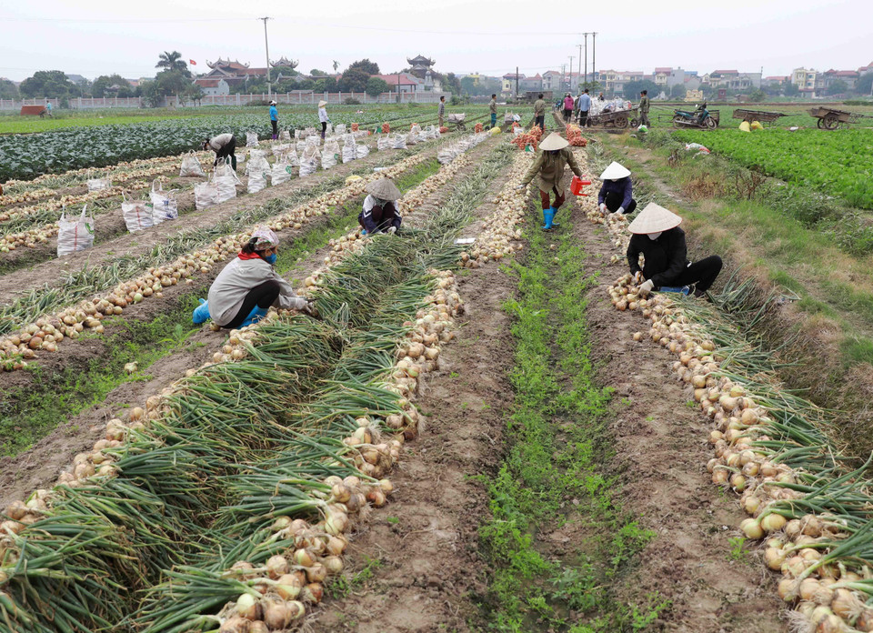 Nông dân xã Tiền Phong, huyện Mê Linh thu hoạch hành tây để cung cấp cho thị trường. (Ảnh: Vũ Sinh/TTXVN)