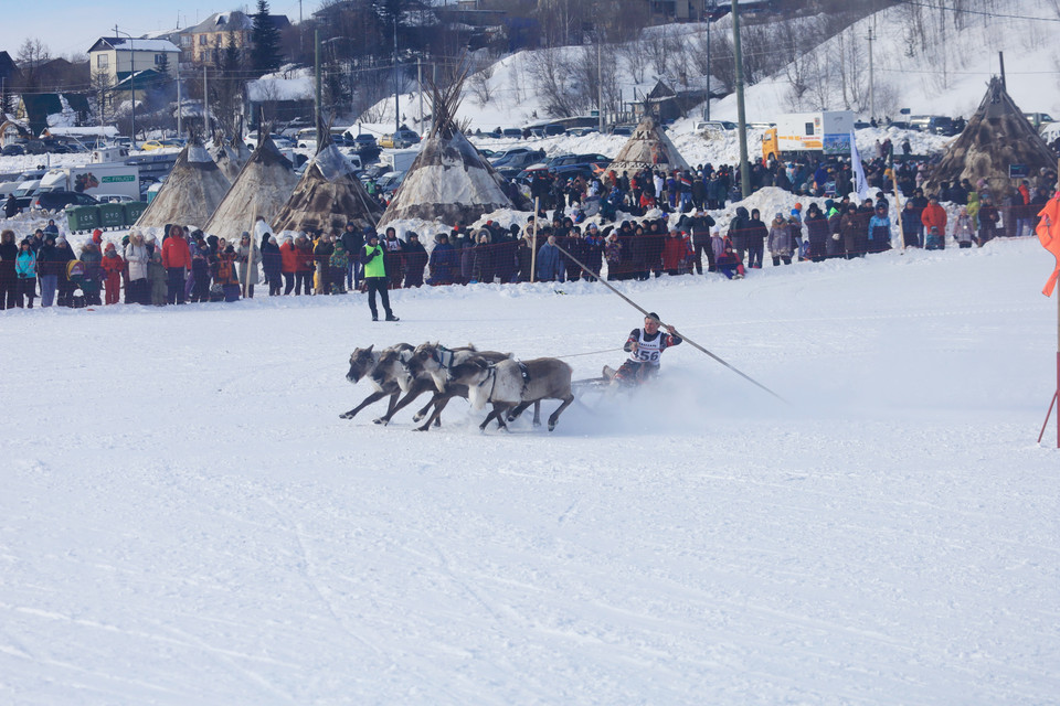 Để chiến thắng trong cuộc thi, các vận động viên vừa phải thúc hươu chạy nhanh và khéo léo điều khiển xe vòng qua khúc cua. (Ảnh: Trần Hiếu/TTXVN)