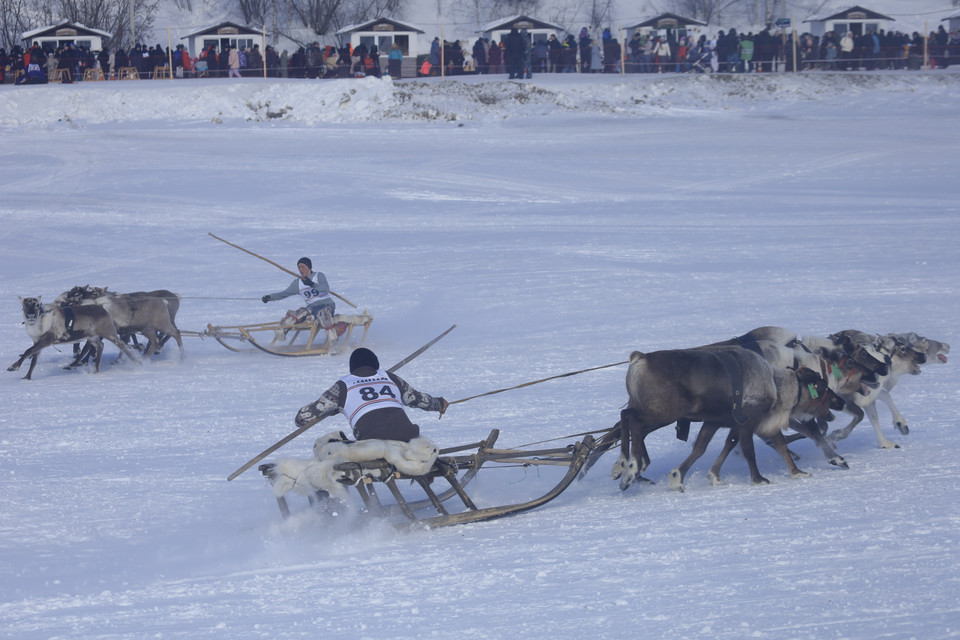 Các nài hươu trổ tài điều khiển xe kéo trượt tuyết trên đường đua. (Ảnh: Trần Hiếu/TTXVN)