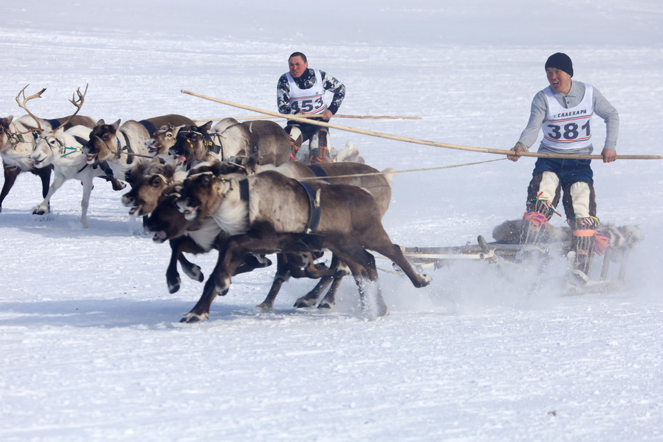 Các chú hươu tranh tài gay cấn trên đường đua. (Ảnh: Trần Hiếu/TTXVN)