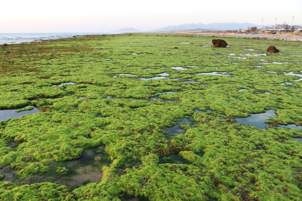 Cánh đồng rong biển tựa như một tấm thảm xanh khổng lồ. (Ảnh: Nguyễn Thành/TTXVN)
