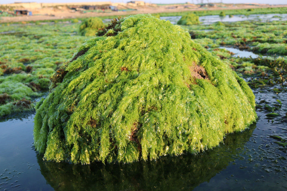Rong biển bám vào các tảng đá san hô nhô lên mặt nước tạo lên cảnh sắc tuyệt đẹp. (Ảnh: Nguyễn Thành/TTXVN)