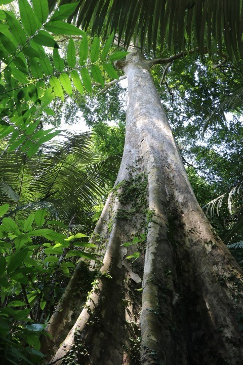 Những cây gỗ lớn trong Khu bảo tồn Sao La tỉnh Thừa Thiên-Huế. (Ảnh: Đỗ Trưởng/TTXVN)