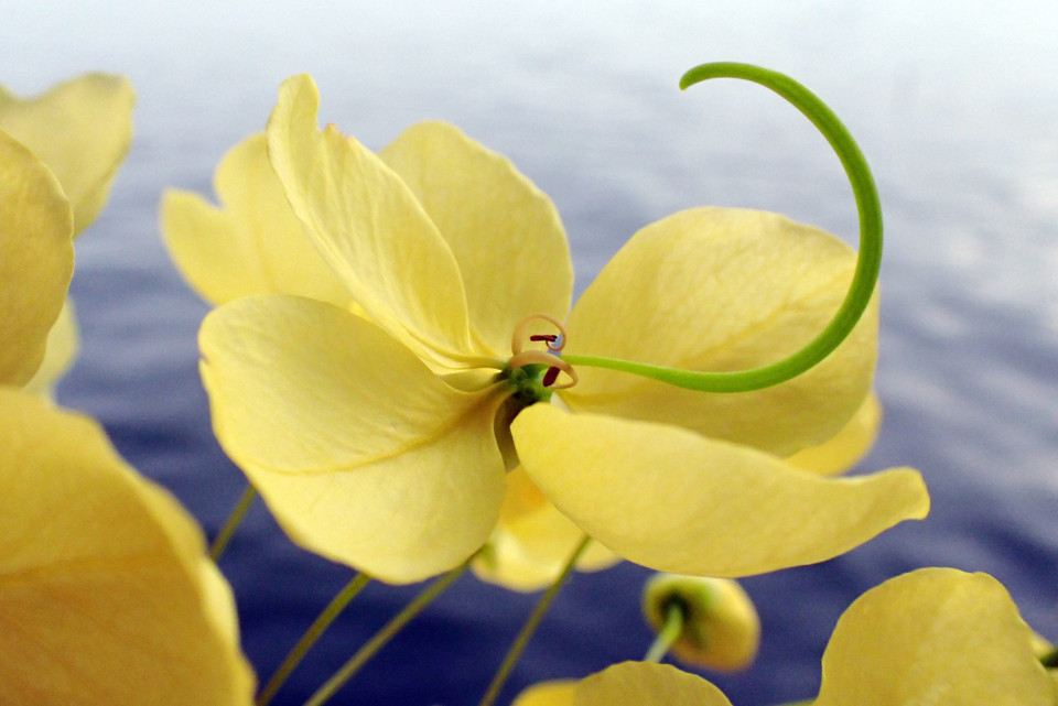 Muồng hoàng yến nở vàng rực rỡ. (Ảnh: Anh Tuấn/TTXVN)