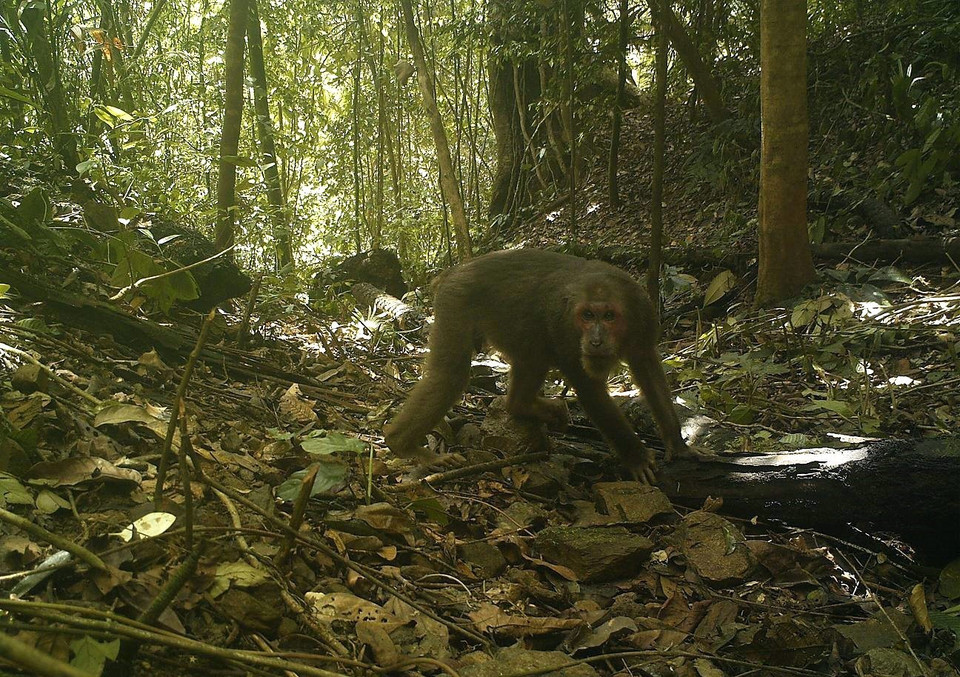 Cá thể khỉ tại Khu bảo tồn Sao La tỉnh Thừa Thiên-Huế. (Ảnh: Đỗ Trưởng/TTXVN)