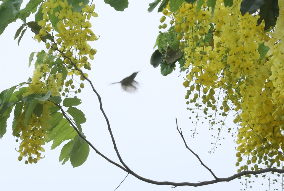 Những ngày chớm vào hạ, cung đường vòng quanh Hồ Tây của Hà Nội nhuộm bởi sắc vàng của hoa muồng hoàng yến. (Ảnh: Anh Tuấn/TTXVN)