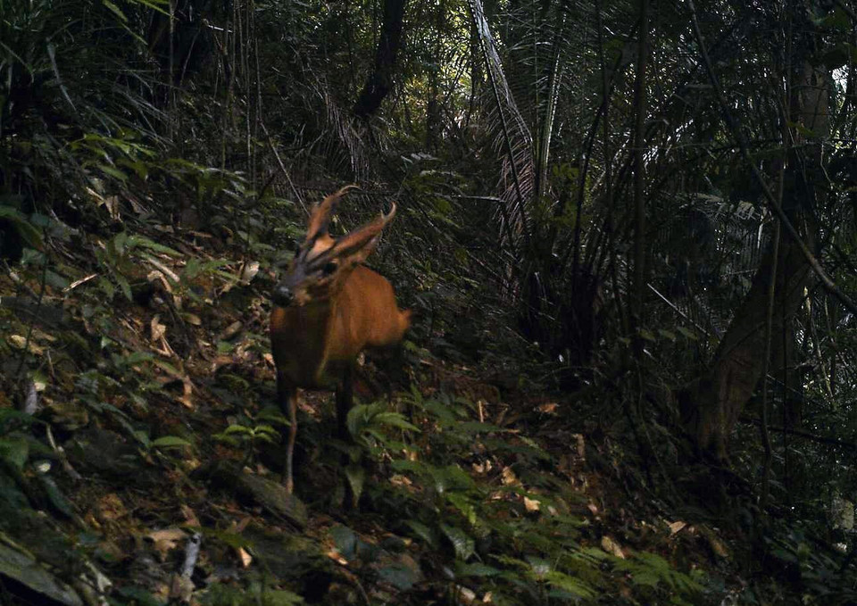Cá thể mang lớn Trường Sơn tại Khu bảo tồn Sao La tỉnh Thừa Thiên-Huế. (Ảnh: Đỗ Trưởng/TTXVN)