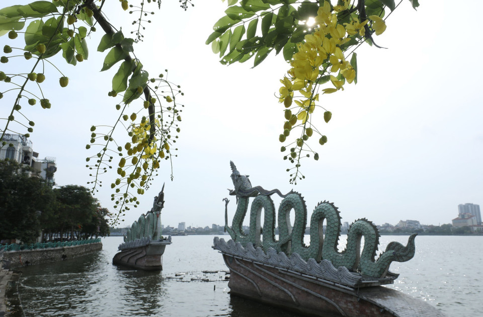 Những chùm muồng hoàng yến vàng rực rủ xuống Lưỡng Long bên Hồ Tây. (Ảnh: Anh Tuấn/TTXVN)